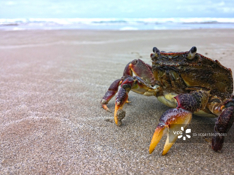 米德尔顿海滩，南澳大利亚，Crab, Fleurieu图片素材