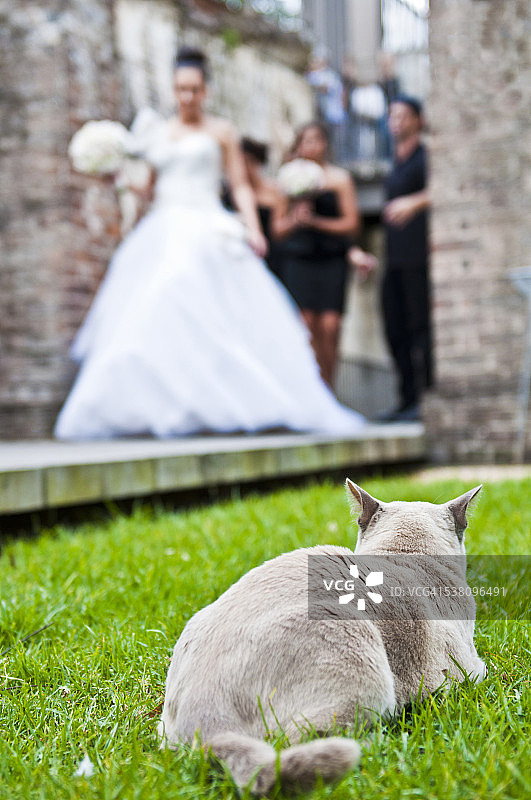 透过猫的眼睛看婚礼图片素材