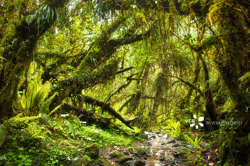 Ferngully:热带雨林图片素材