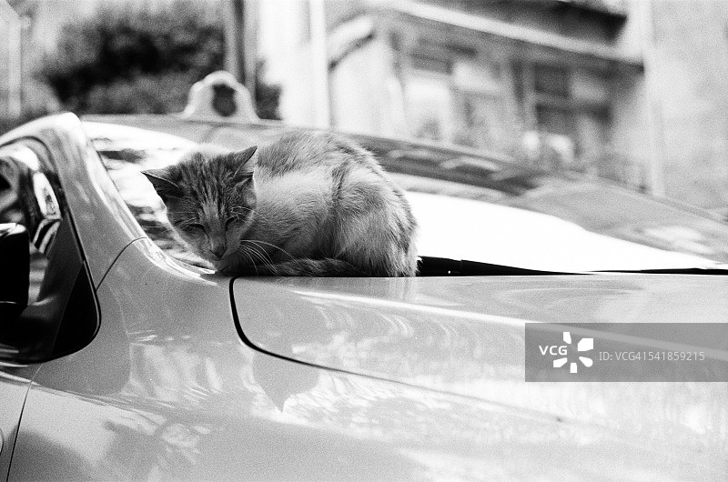 睡觉的猫在汽车引擎盖上图片素材