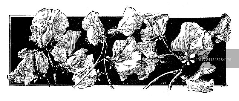 古董童书漫画插图:花卉装饰图片素材