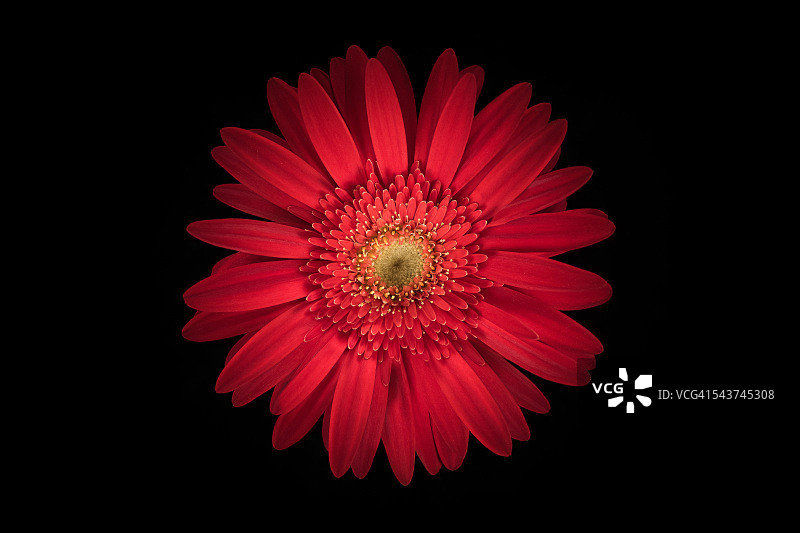 红色雏菊花黑色背景，头顶特写视图图片素材