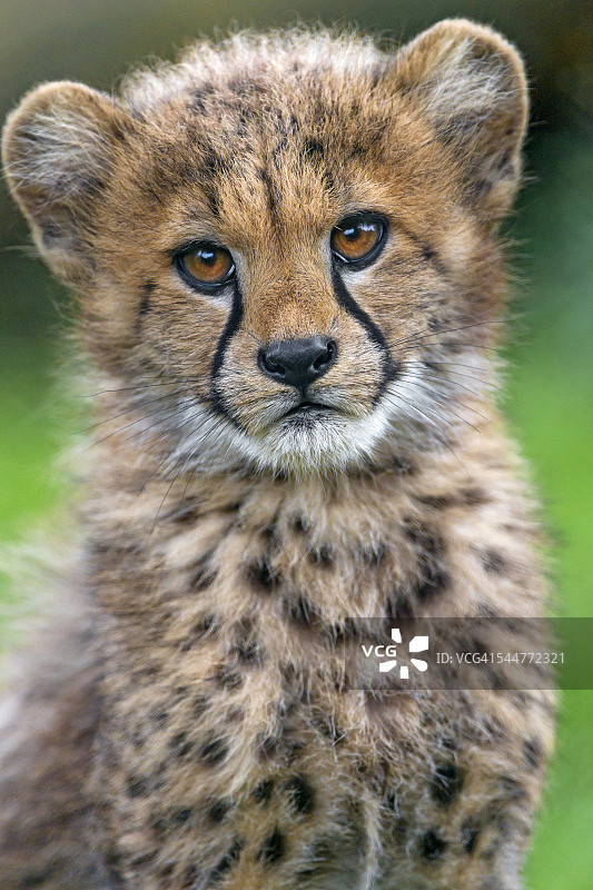 一个可爱的小猎豹的肖像图片素材