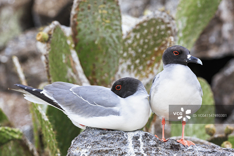 厄瓜多尔，加拉帕戈斯群岛，热那亚，达尔文湾，两只燕尾鸥图片素材