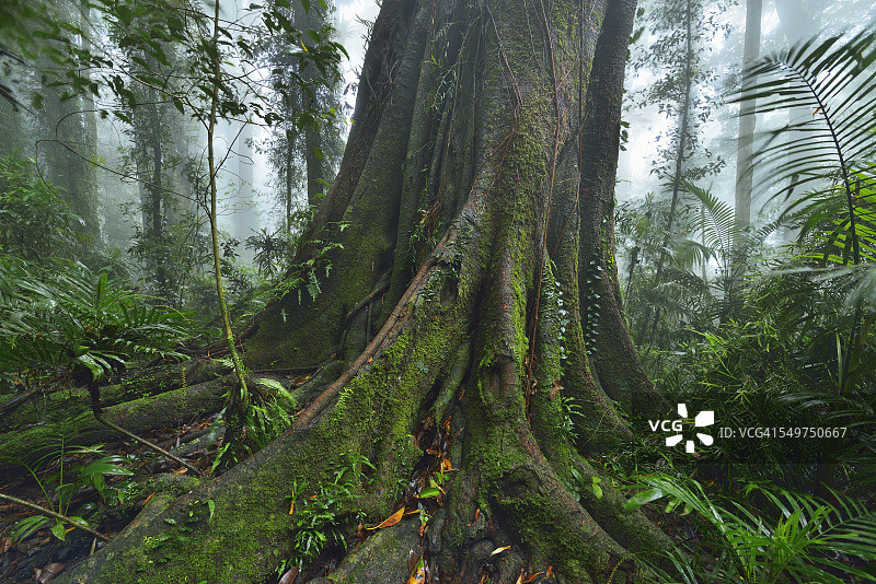 雨林中的大丛林树图片素材