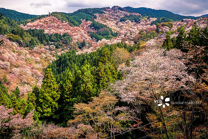 吉野山上上千棵樱花树图片素材