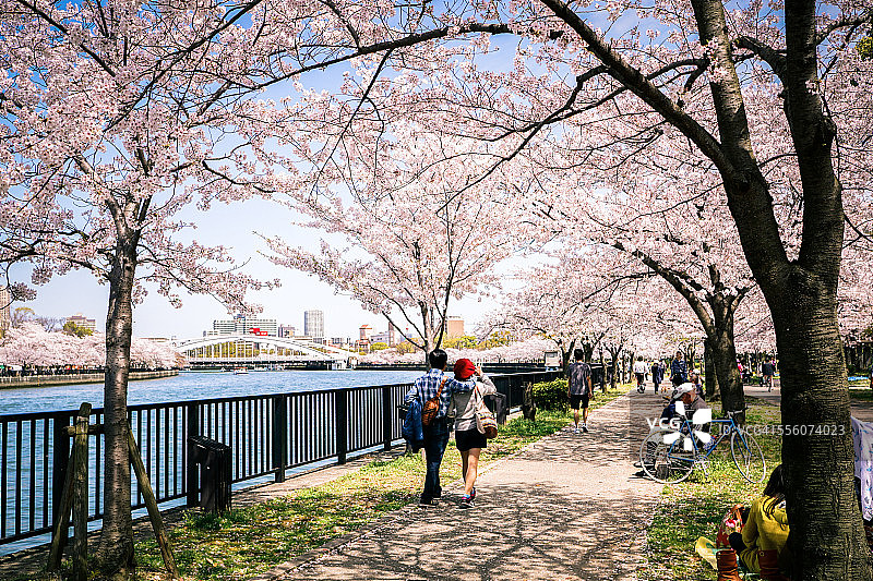 樱花在科马樱宫公园的河边图片素材