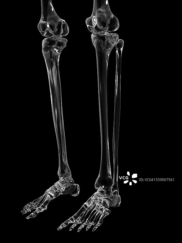人类腿骨，插图图片素材