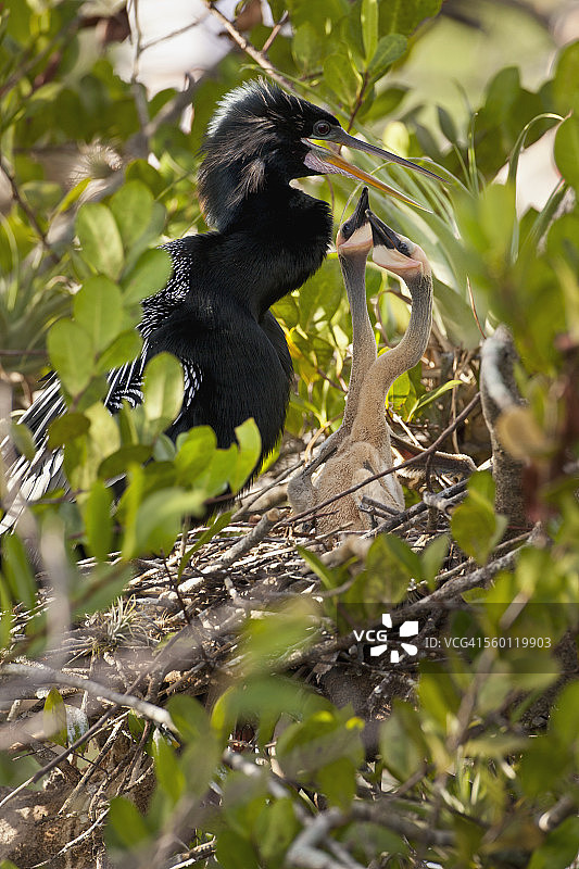 大沼泽国家公园，一只雌鱼带着两只雏鸟坐在巢里乞讨食物图片素材