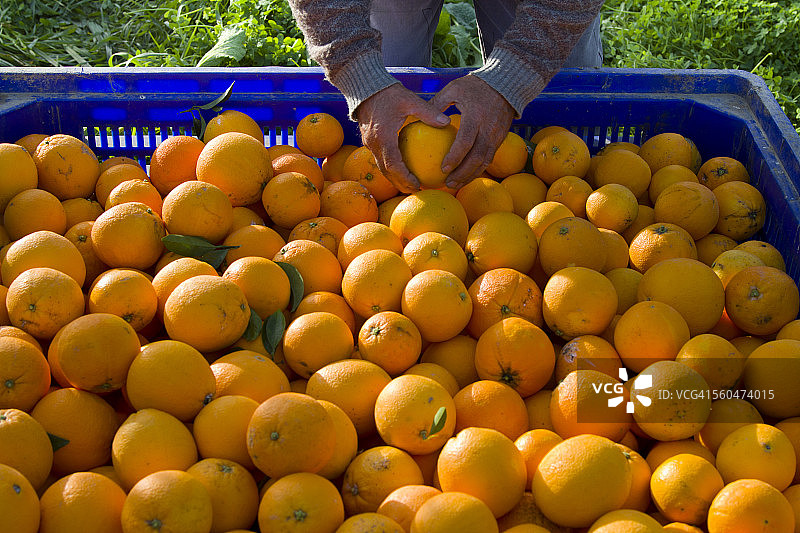 意大利，科洛尼亚，收获橙子图片素材