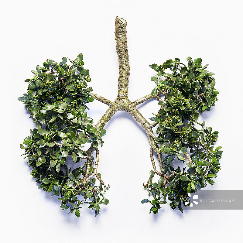 类似肺的植物切割图片素材