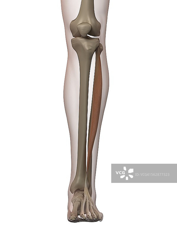 人体腿部肌肉，插图图片素材