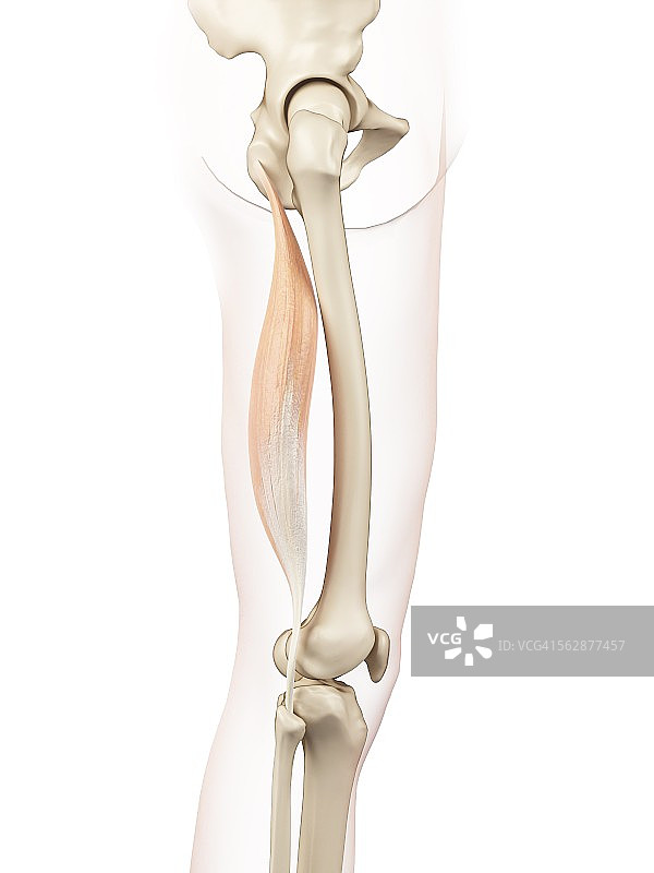 人体大腿肌肉，插图图片素材