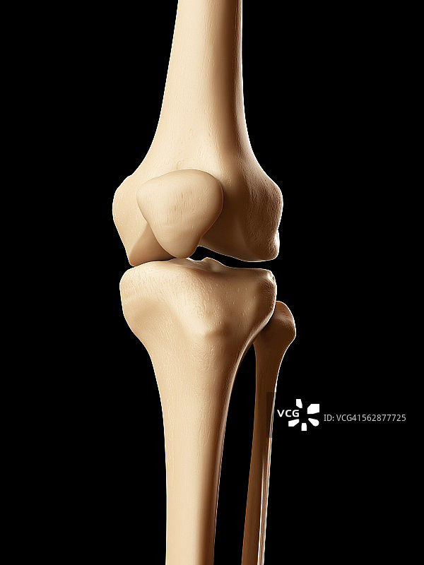 人类膝盖骨，插图图片素材