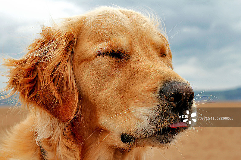 狗伸出舌头图片素材