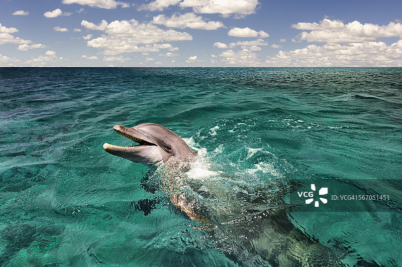 碧海中的宽吻海豚图片素材