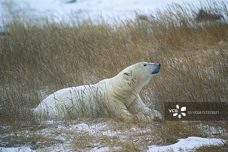 一场暴风雪中，北极熊躺在草地上。无线电maritimus。哈德逊湾，马尼托巴，加拿大。图片素材