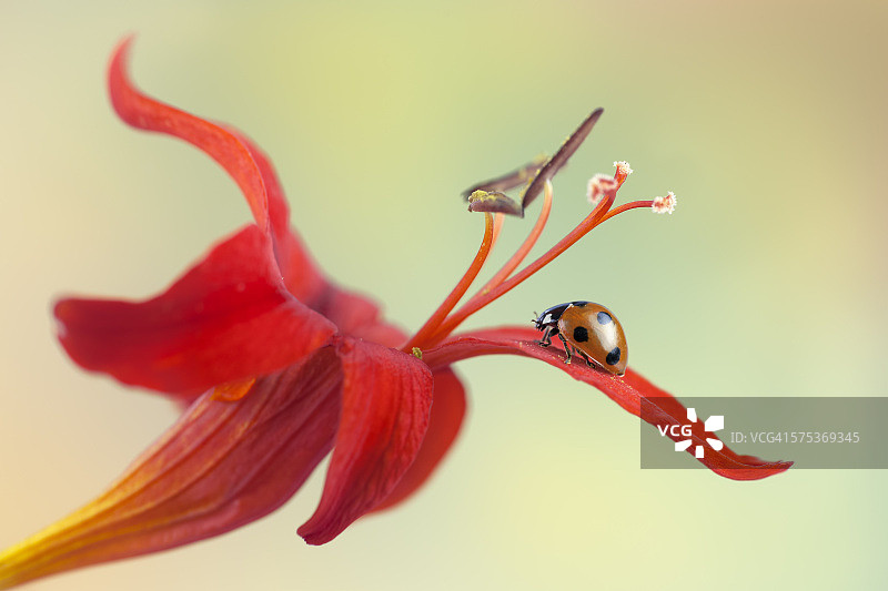 瓢虫在红花上图片素材