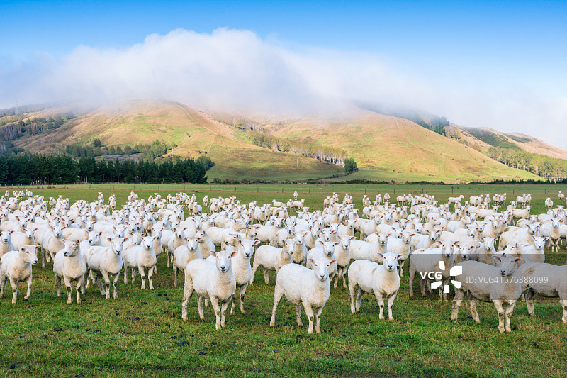 新西兰的一个牧场上，一群羊在看图片素材