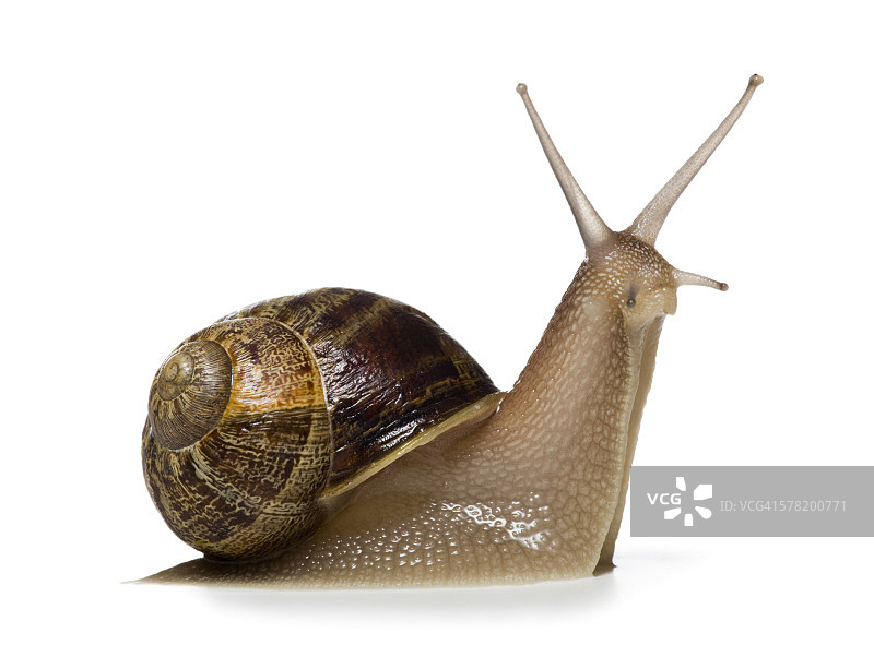 一个蜗牛的特写在白色的背景，剪影图片素材