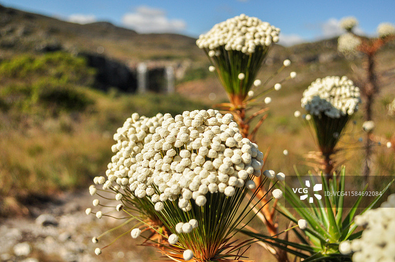一束白色的小花叫做“常青树”拉皮哈。图片素材