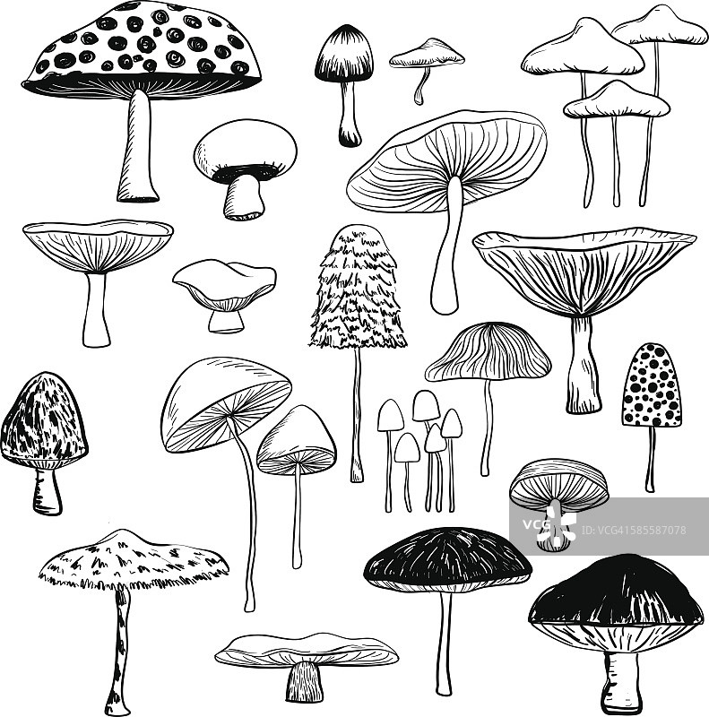 蘑菇集合图片素材