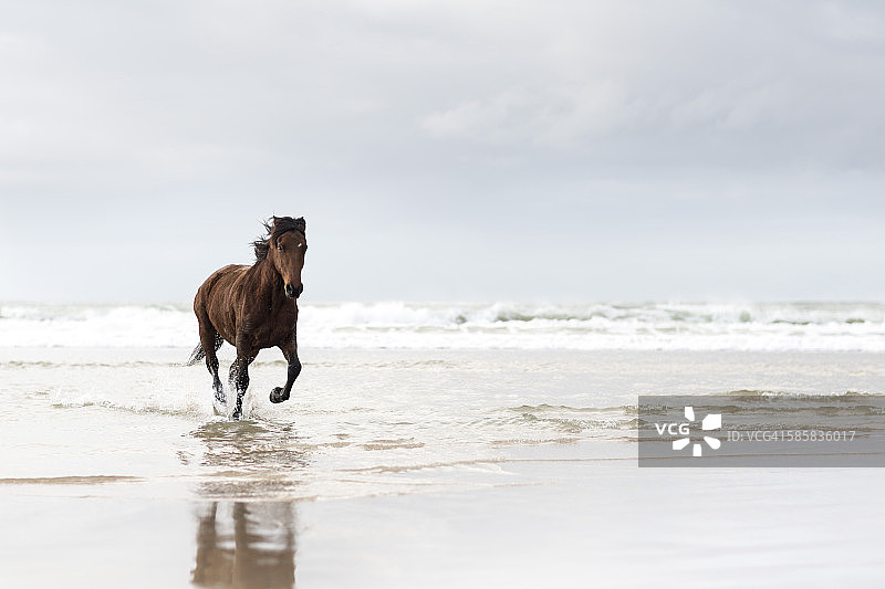 棕色的马在沙滩上奔跑图片素材