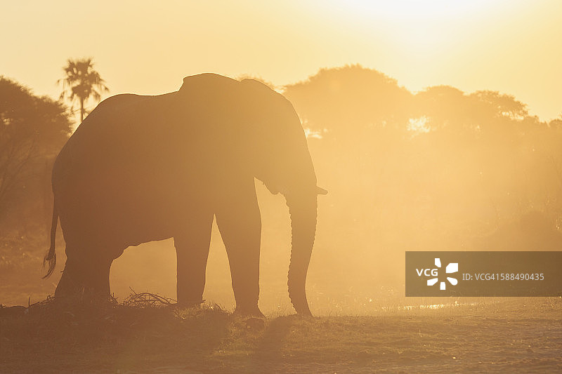 博茨瓦纳，Makgadikgadi pan国家公园，背光下的非洲大象图片素材