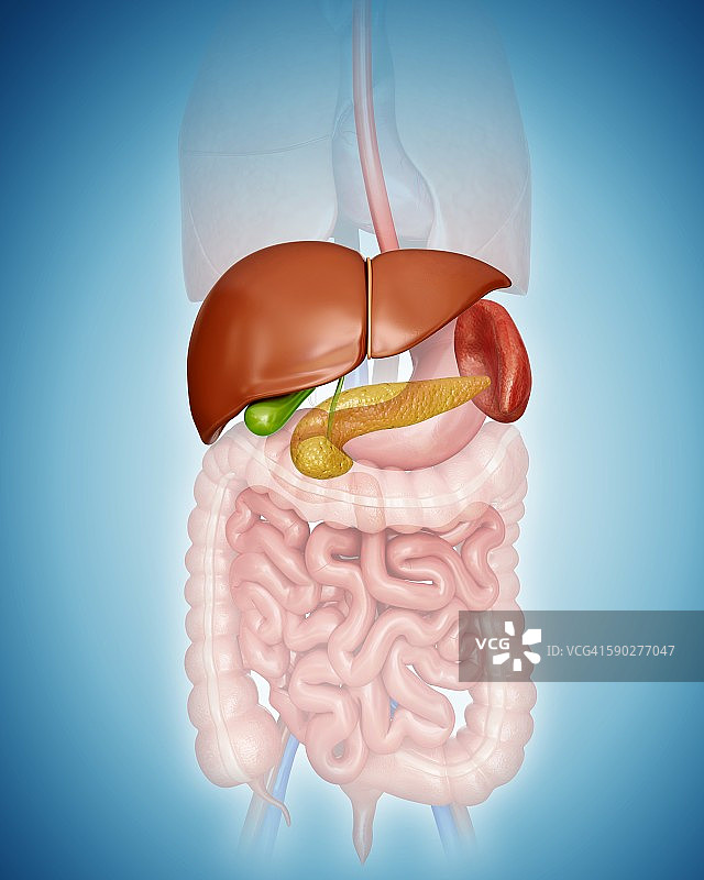 肝脏，胰腺，胆囊和脾脏图片素材