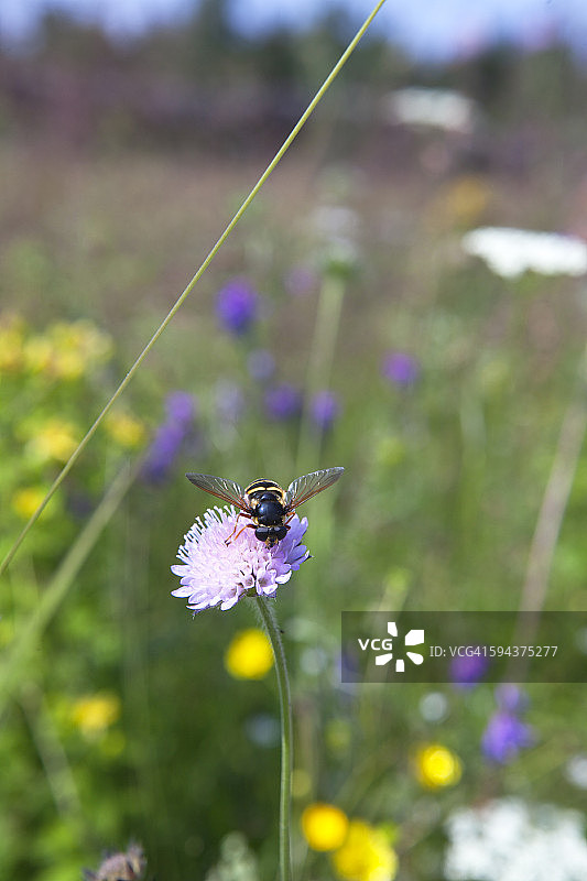 蜜蜂在花朵图片素材