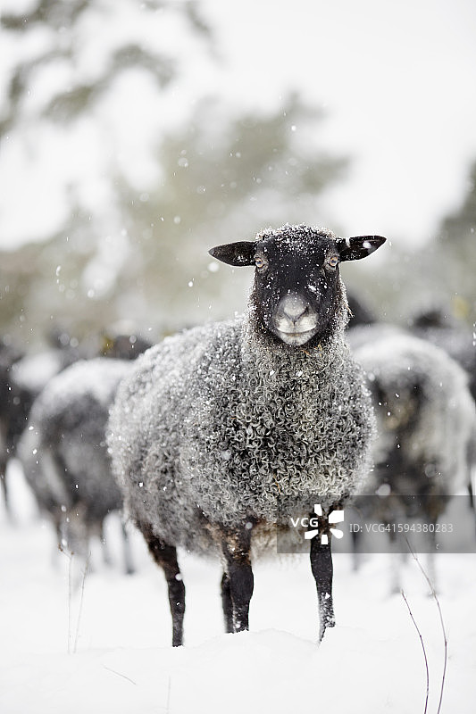 羊在冬天图片素材