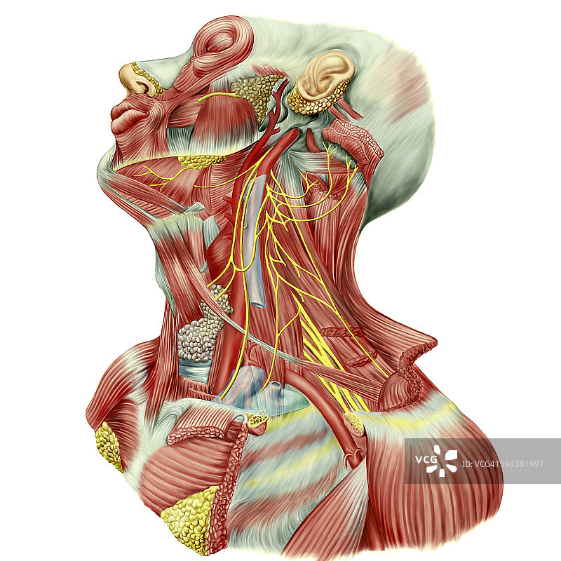 人体颈部详细解剖图。图片素材