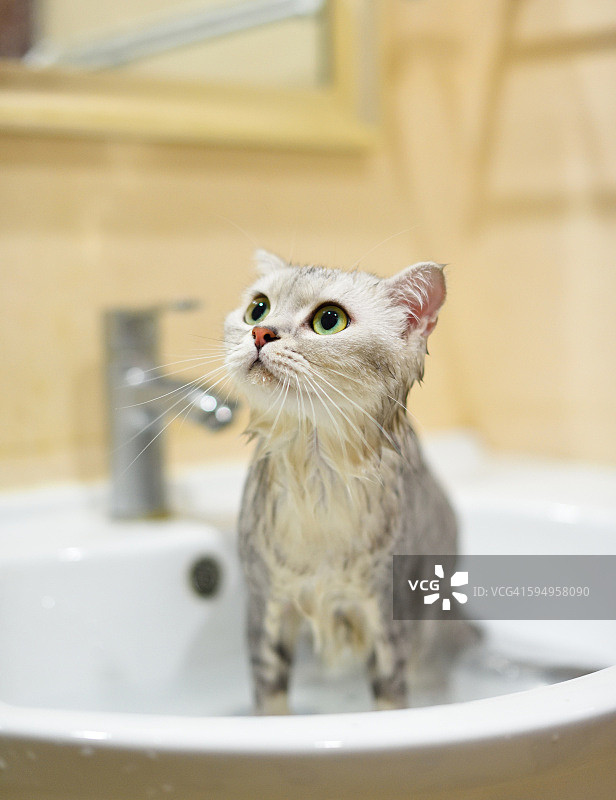 猫在洗澡图片素材