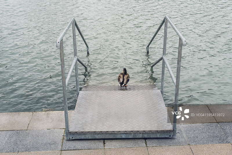 在匈牙利巴拉顿湖，一只鸭子坐在楼梯上跌落水中图片素材