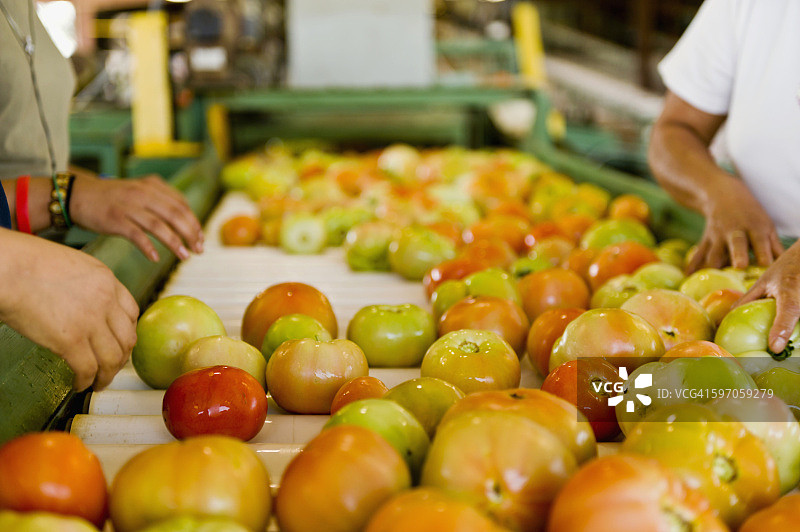 农业-包装工厂的工人将新鲜市场的西红柿按颜色、质量和大小进行分类，以便包装和运输/汉堡，阿肯色州，美国。图片素材