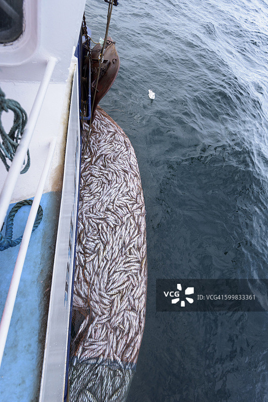 拖网里满是梭子鱼，梭子鱼，高角观图片素材
