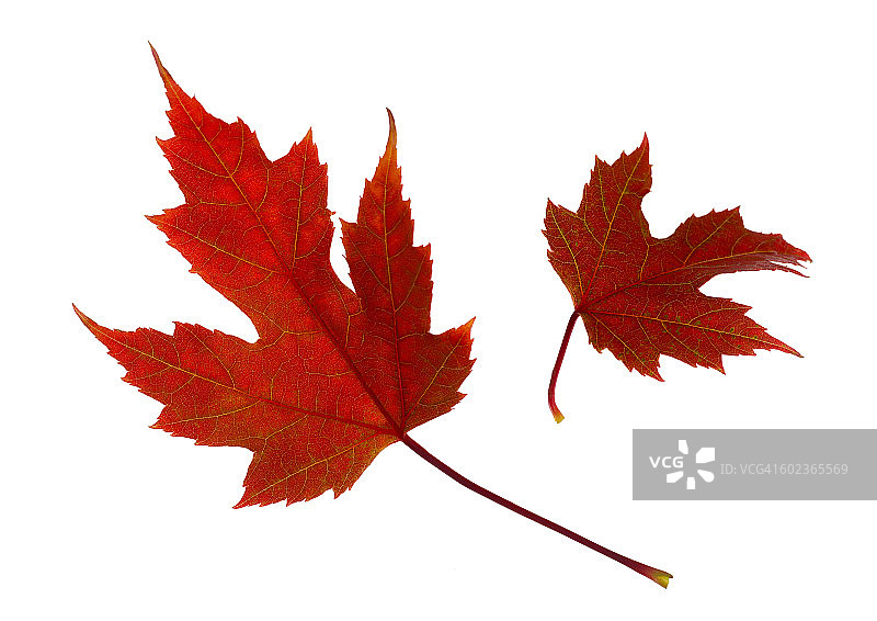两片红红的枫叶漂浮在白色的背景上图片素材