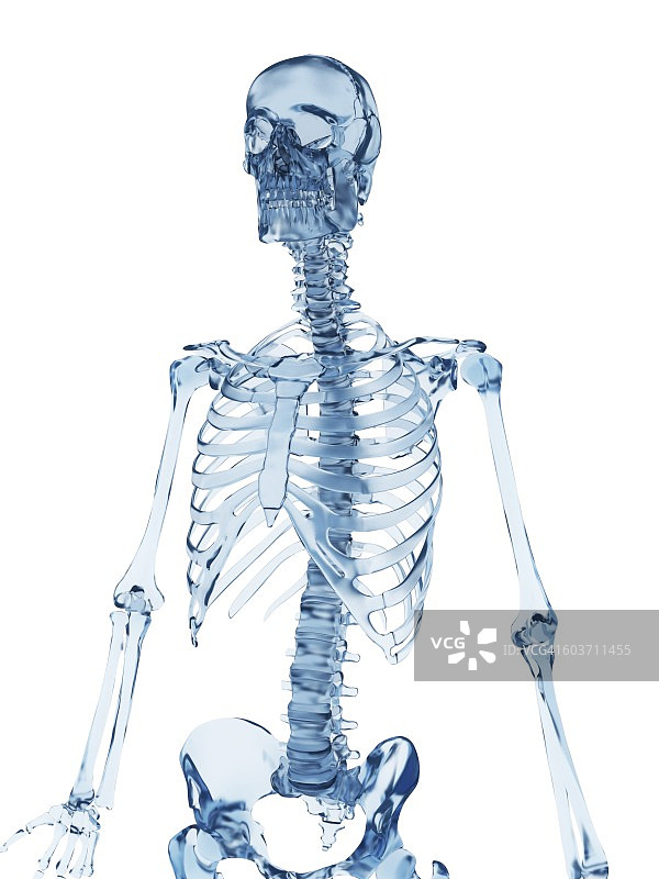 骨骼结构,说明图片素材