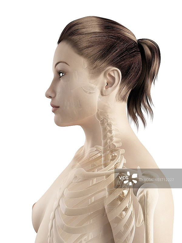 人体骨骼系统，插图图片素材