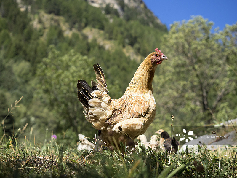 一只母鸡和她的小鸡在绿色的田野，比利牛斯，法国。图片素材