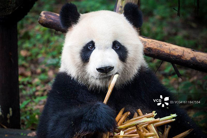 可爱的熊猫吃竹子图片素材