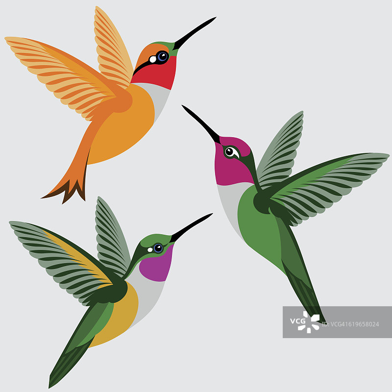 红蜂鸟，安娜的蜂鸟，巴哈马伍德斯塔蜂鸟图片素材
