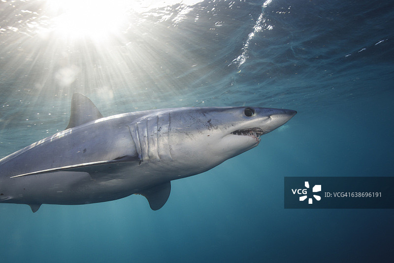 新西兰西海岸，短鳍鲭鲨(Isurus oxyrinchus)在阳光下游泳的水下视图图片素材
