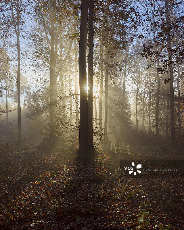日出的秋天森林图片素材