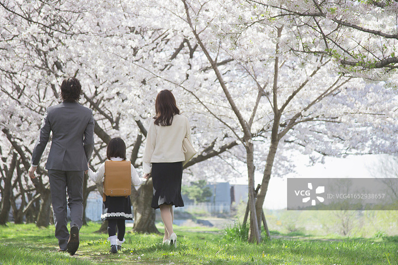 日本家庭在樱花树下散步图片素材