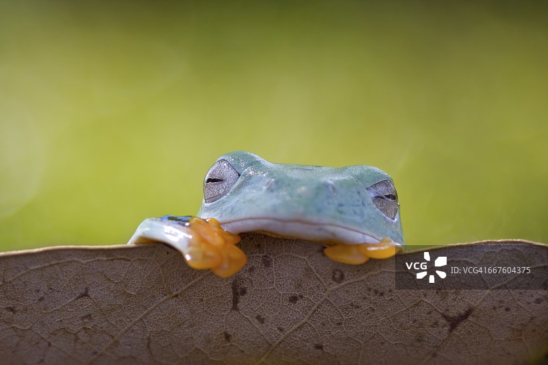 在树叶上睡觉的树蛙，印度尼西亚图片素材