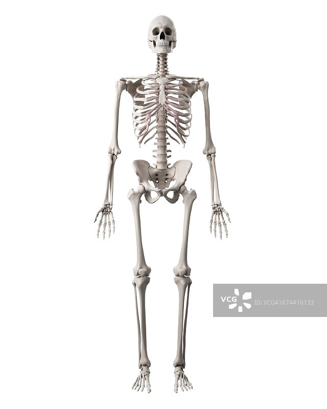 人类骨骼图片素材