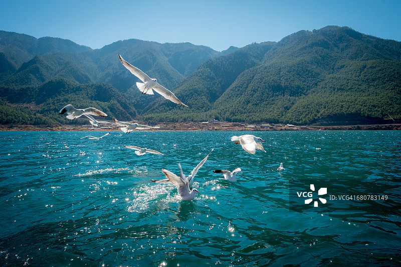 海鸥，泸沽湖，云南，中国图片素材