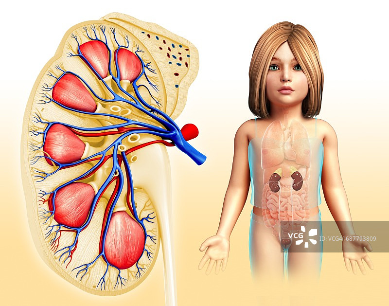 儿童肾脏解剖，说明图片素材