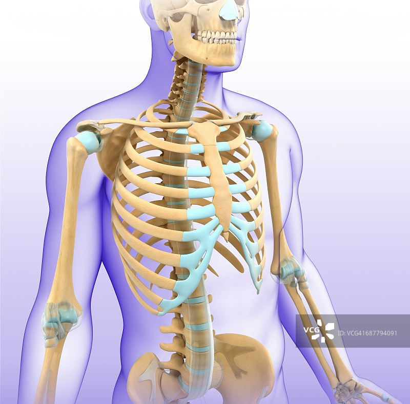 男性骨骼系统，插图图片素材
